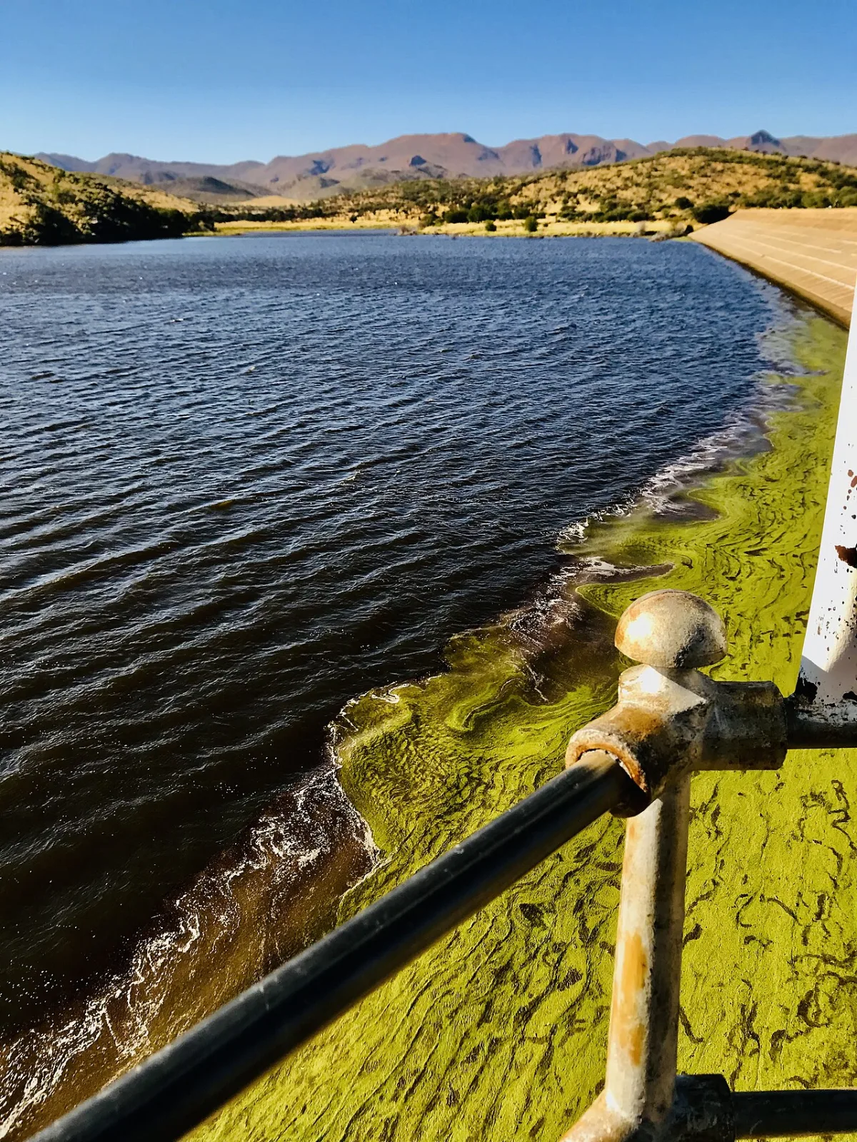 Groene algenbloei drijft op het wateroppervlak van een stuwmeer met bergen op de achtergrond