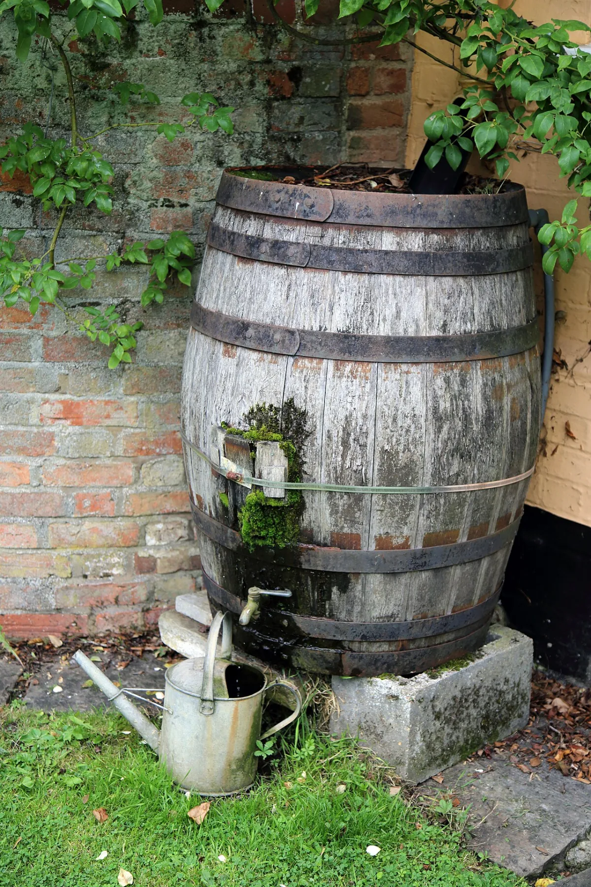 Houten regenton met kraantje tegen een bakstenen muur in een tuin, met een gieter ernaast